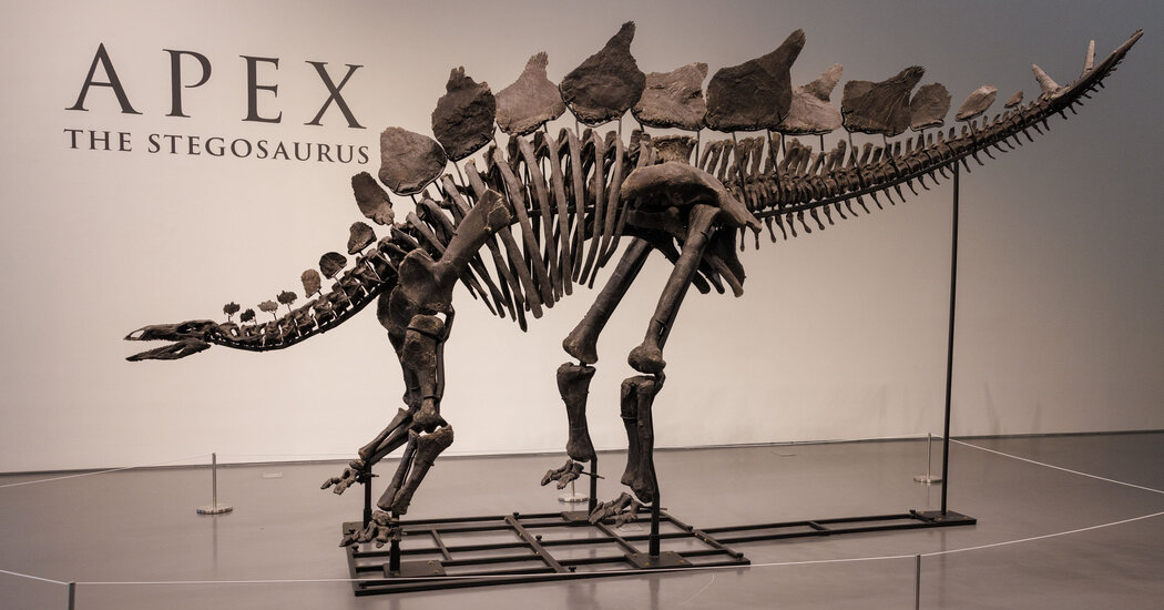 Innovation in Paleontology: Billionaire's Purchase of Stegosaurus Fossil at Sotheby's