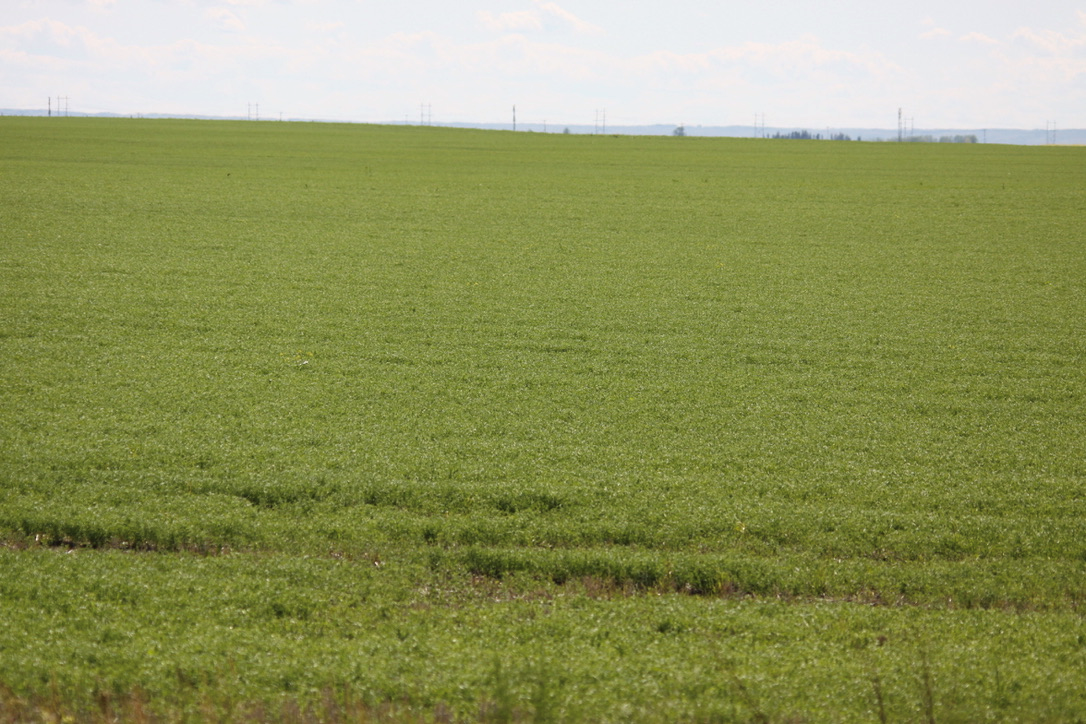 Insights into Crop Planting Trends in Saskatchewan