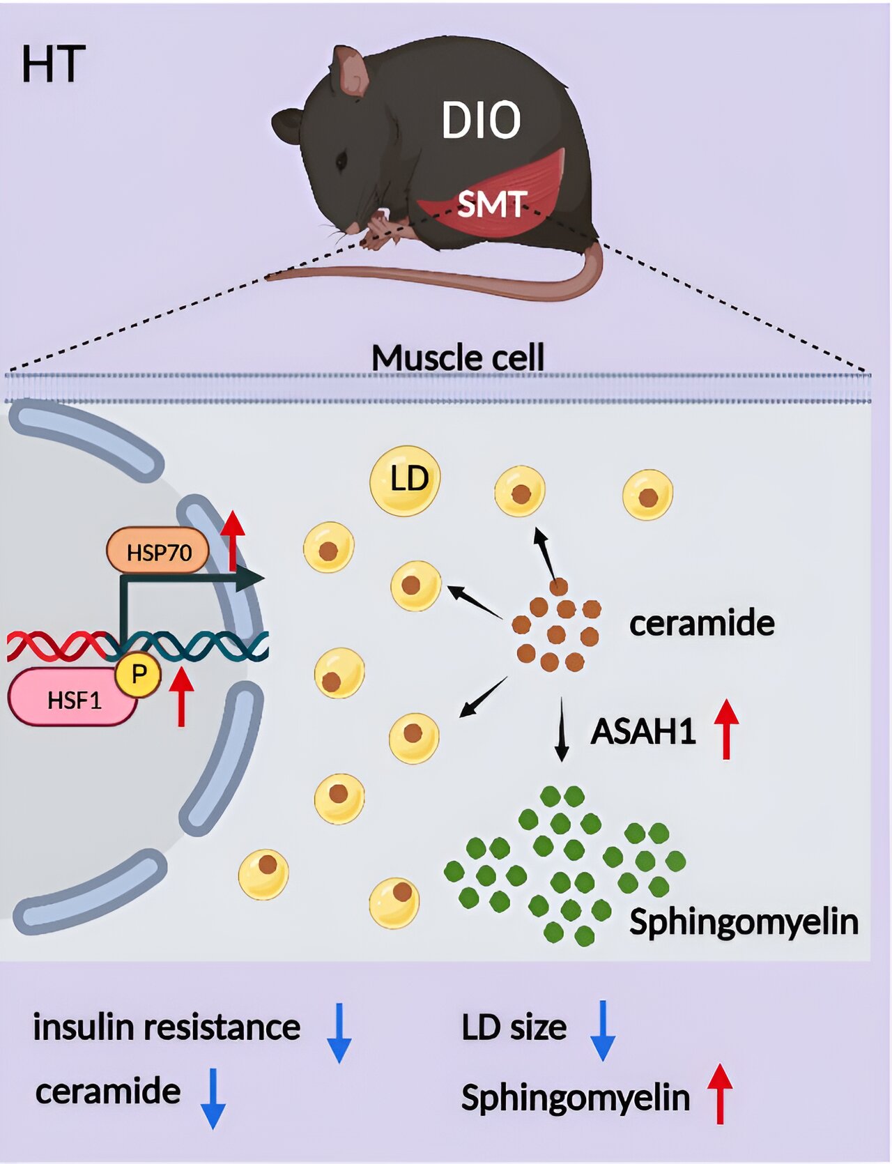 High Temperature Effects on Obesity and Insulin Resistance in Mice