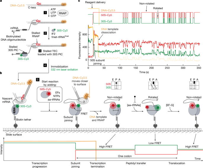 Molecular Breakthrough: Unraveling Messenger RNA Delivery Mechanism