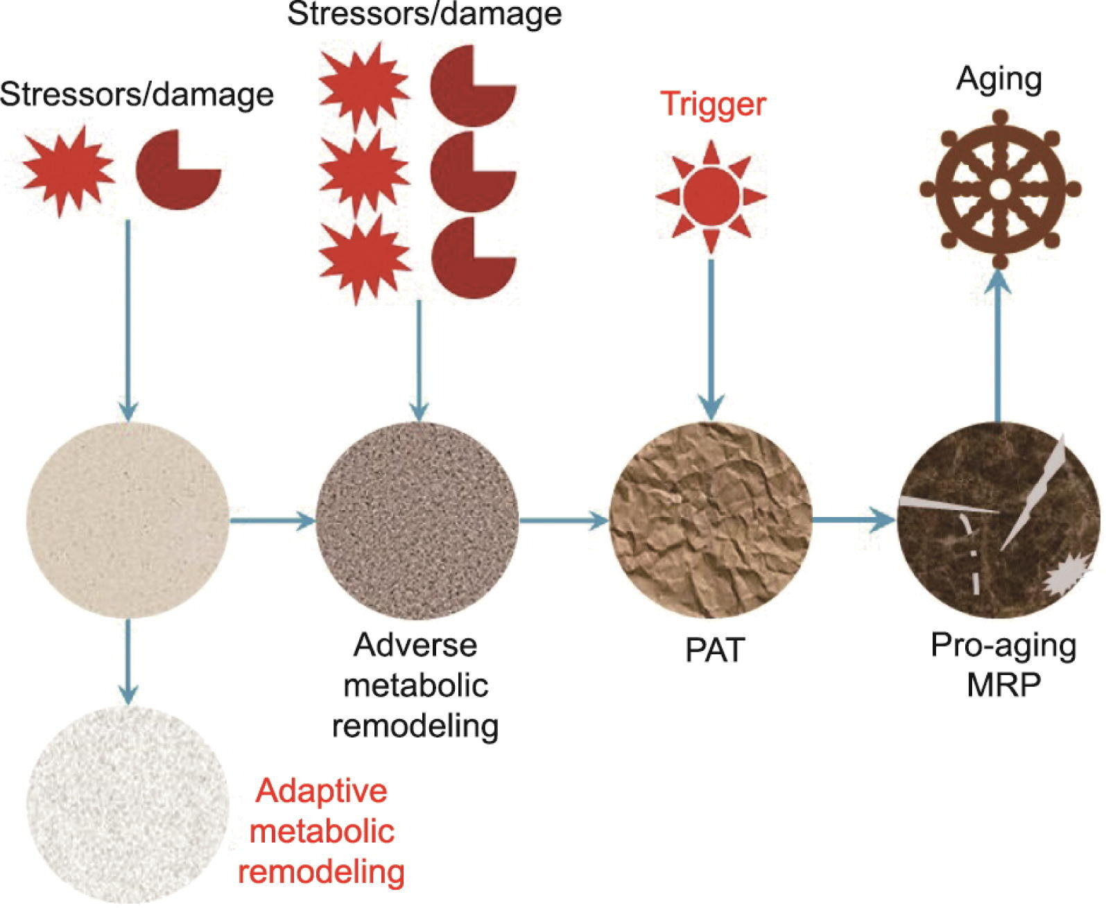 Metabolic Reprogramming: The Key to Anti-Ageing Solutions