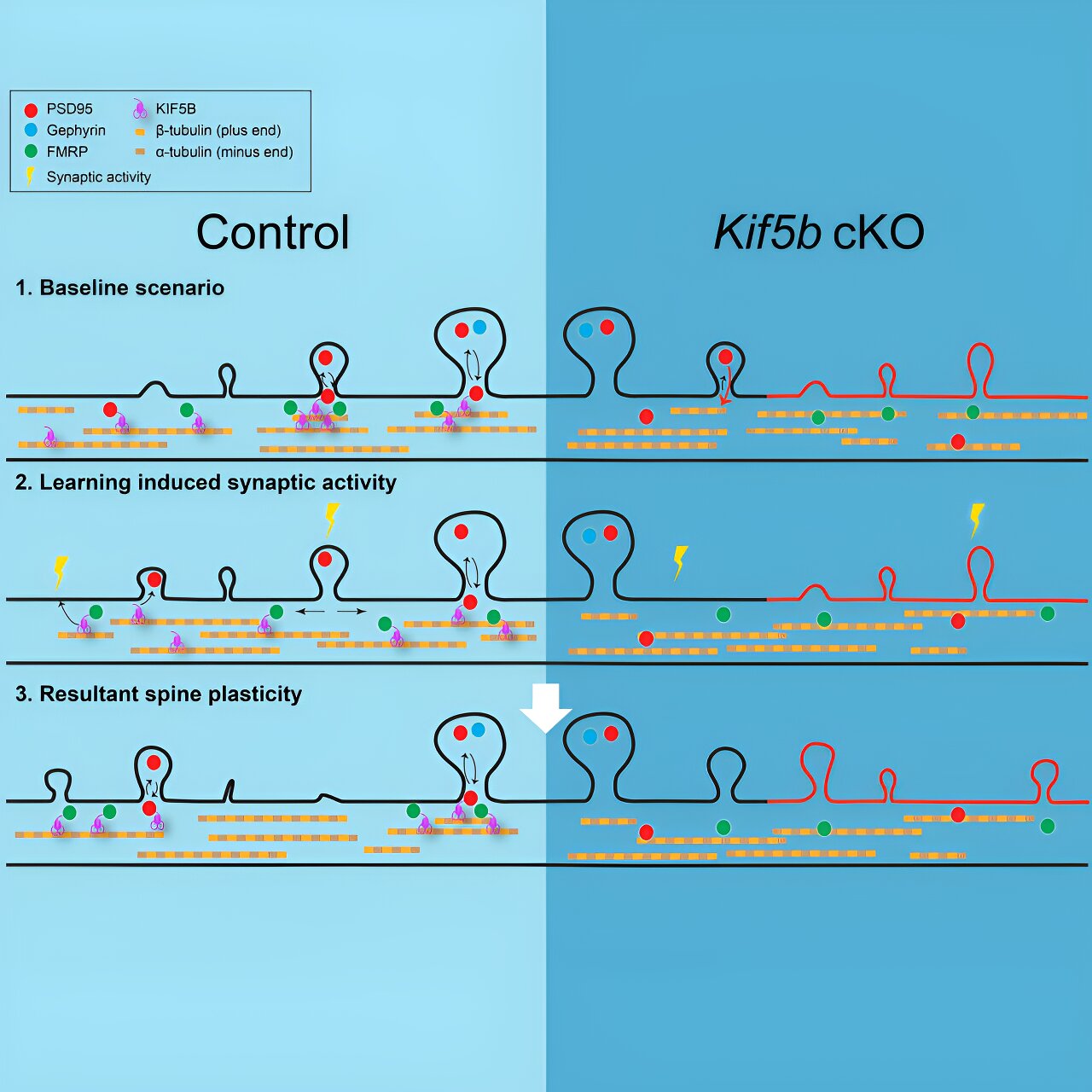 Innovation in Neural Mechanisms of Memory Formation