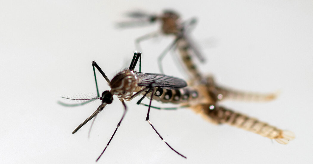 Triple E Solution: Preventive Measures Against Mosquitoes