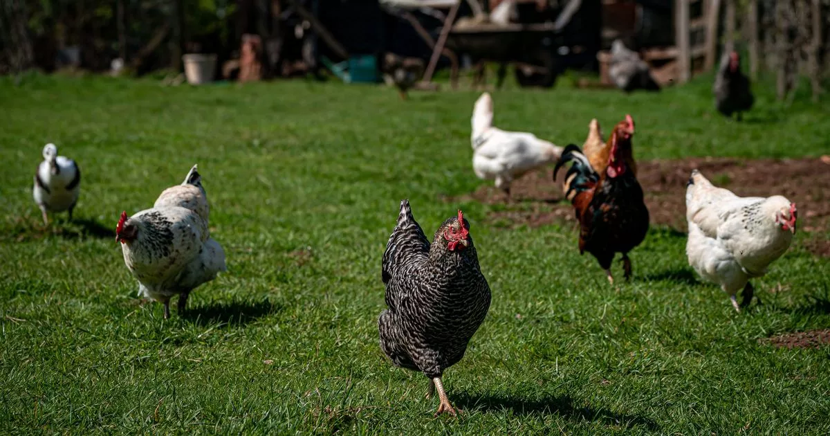 Avian Influenza Prevention Tips for Norfolk and East Yorkshire