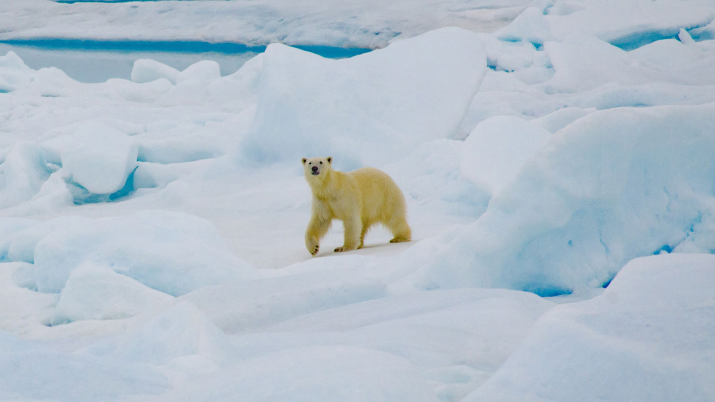 Polar Bear Health Hazard: Tips for Arctic Pathogen Exposure