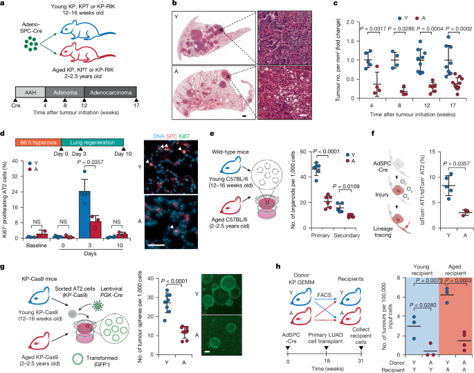 Ageing Tips for LUAD Cancer Cell Progression