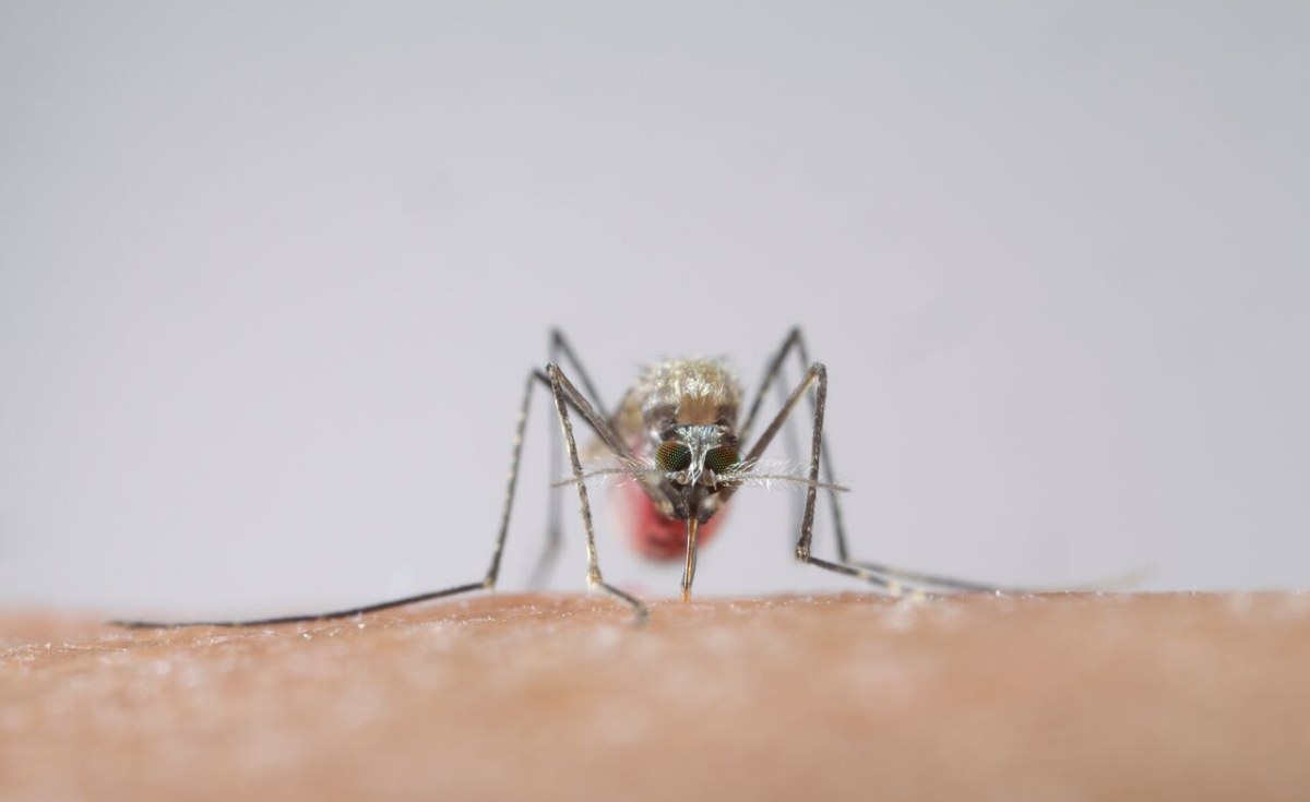 Combat Malaria: GM Mosquitoes Solution in Kenya