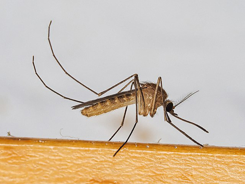 Protect Yourself Against West Nile Virus with These Tips