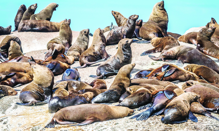 Rabies Threat Among Seals: Collaborative Solutions to Combat Outbreak