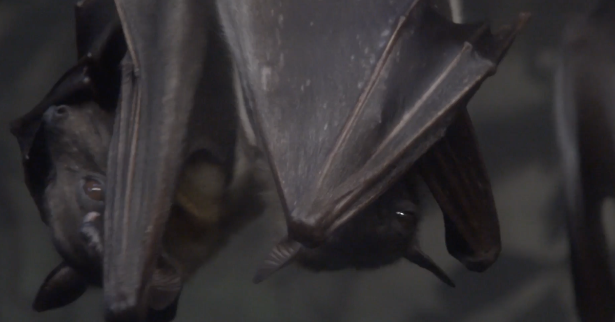 Bats Wellness: Protect California's Bat Population