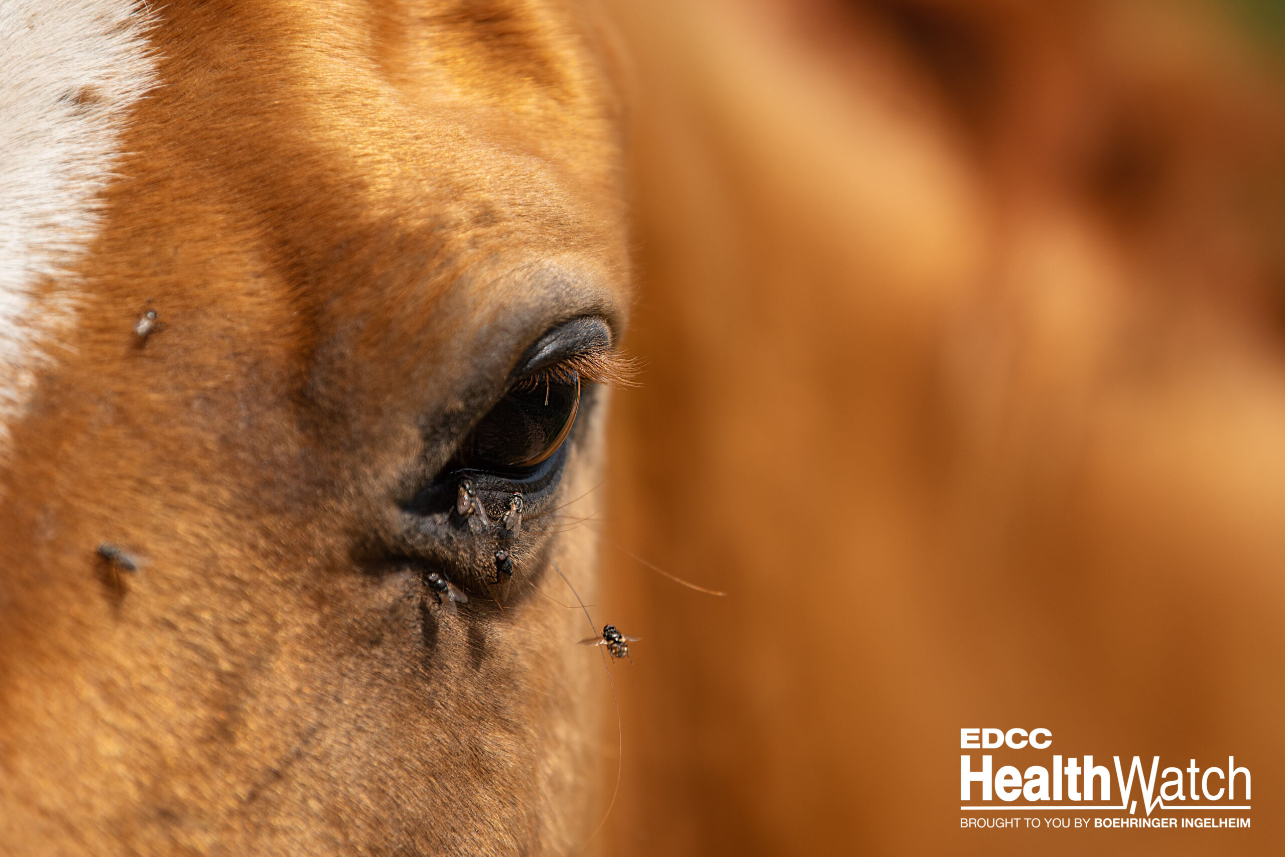 West Nile Virus Prevention Tips for Healthy Horses