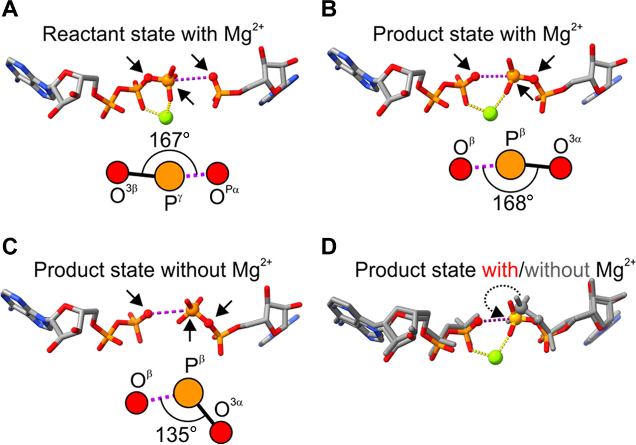 Magnesium's Crucial Role in ATP Production: Latest Breakthrough in Chemistry