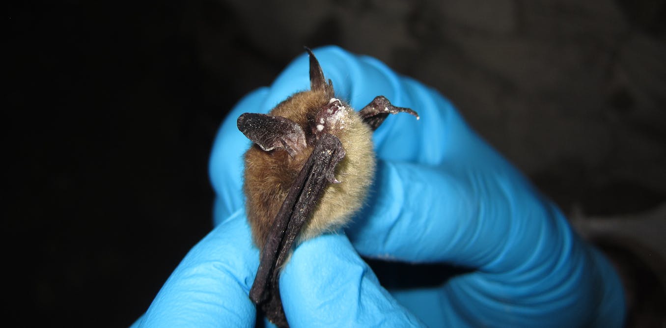 White-nose Syndrome Threatens Bats in Colorado: Analysis and Predictions