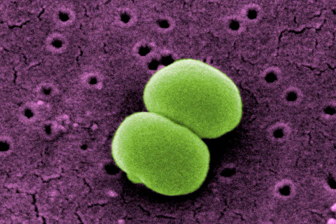 Infection Prevention: Bioelectronic Treatment Tips for Staphylococcus epidermidis