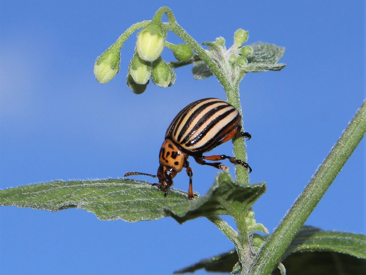 Protein Biosynthesis Tips for Plant Defense