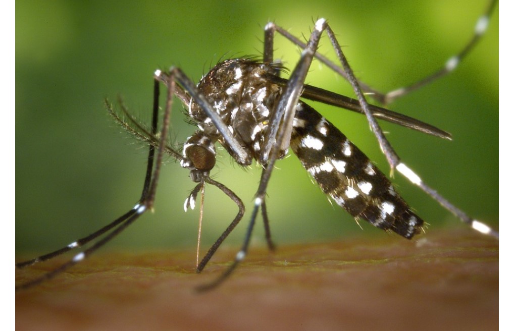 Invasive Mosquito Species Control Tips in Pleasanton