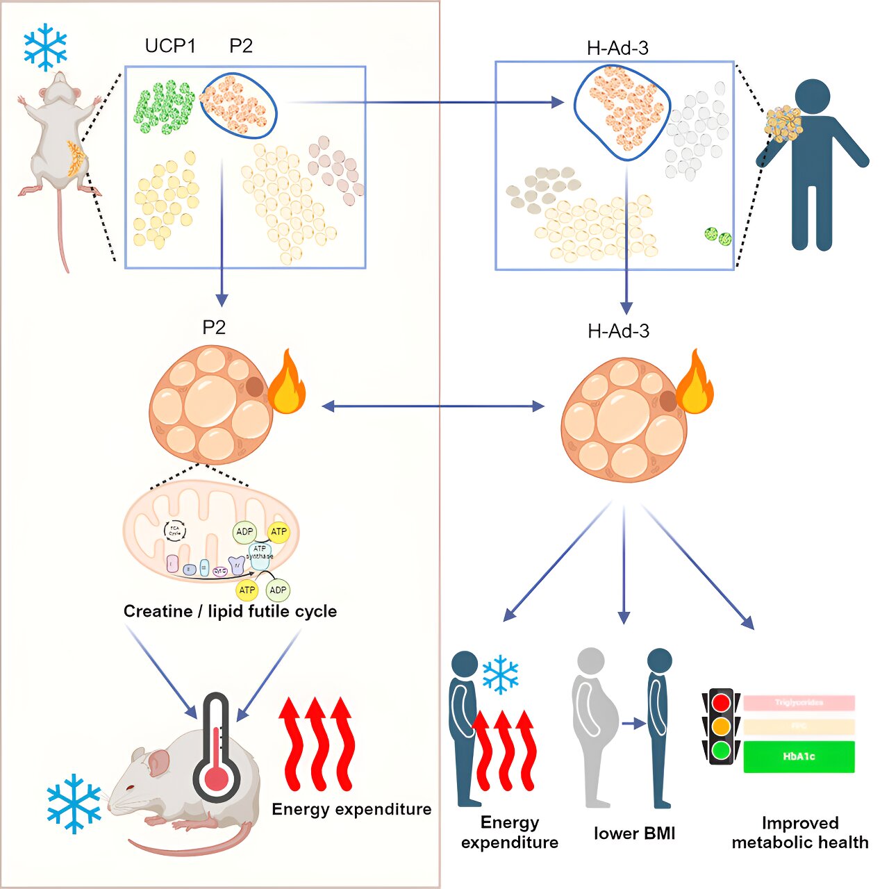 Adipose Tissue Wellness: Uncovering Futile Cycle Beige Fat Cells