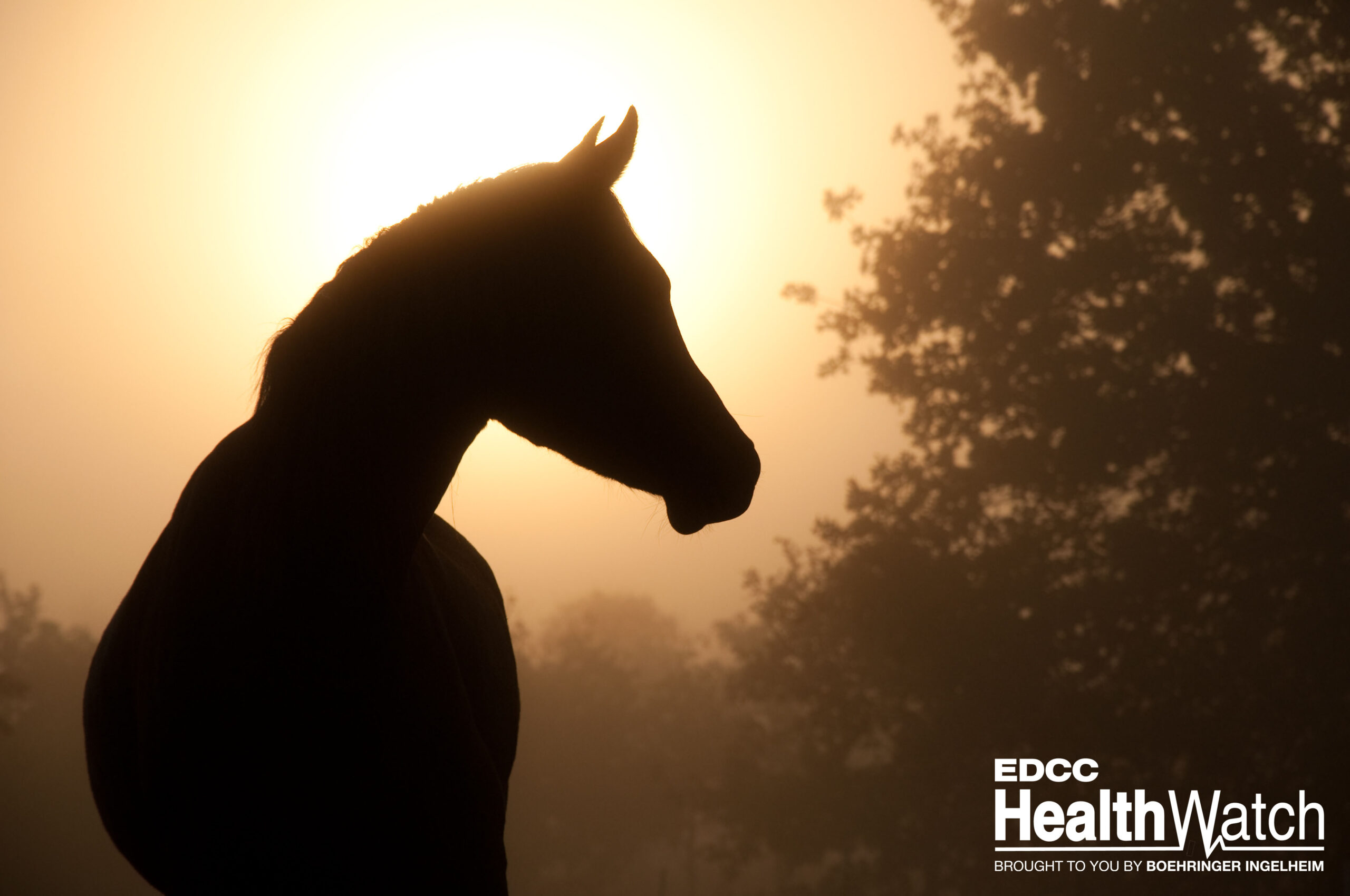 Triple E Wellness Tips for Horse Owners