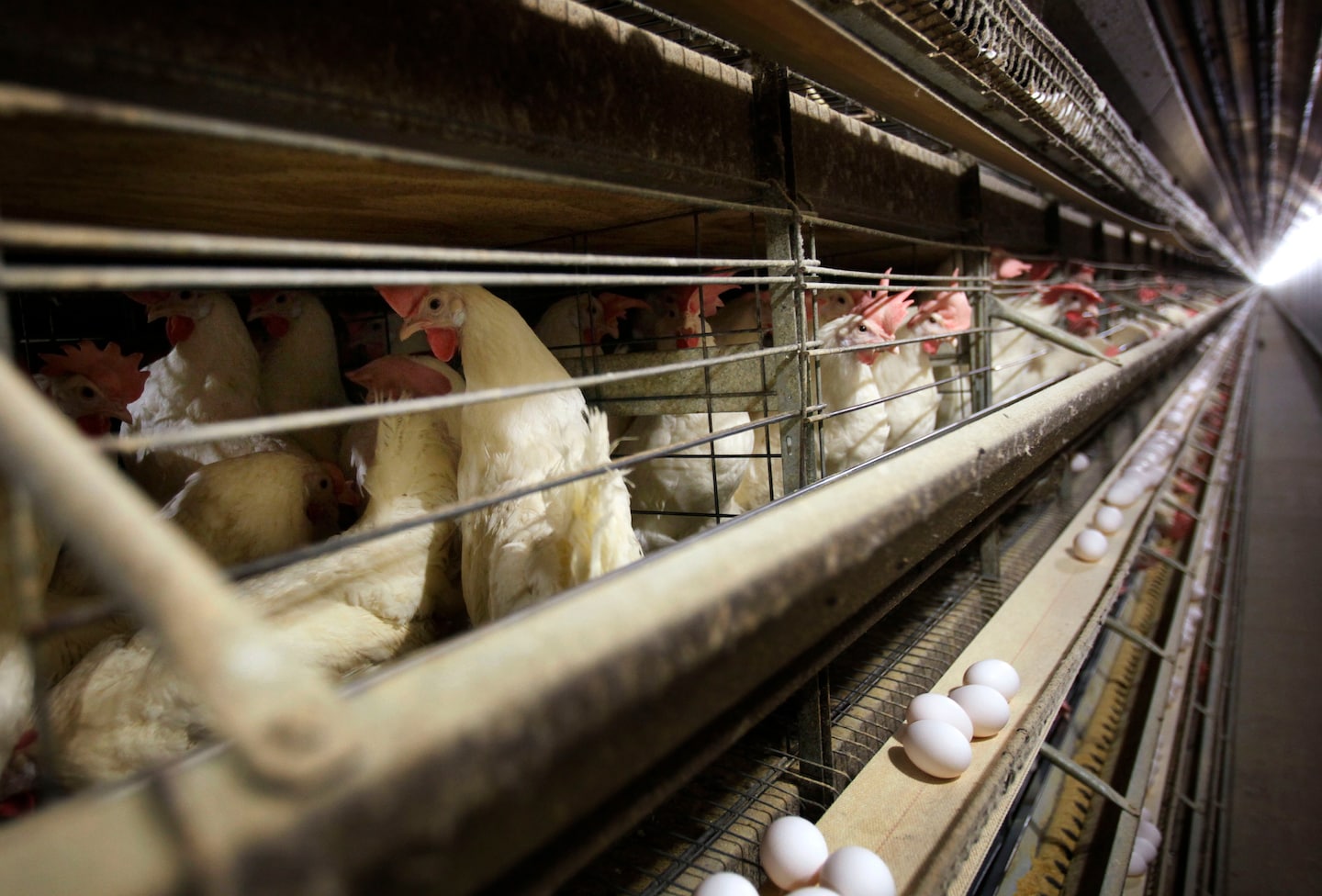 Healthy Tips to Prevent Avian Influenza Outbreak in Colorado