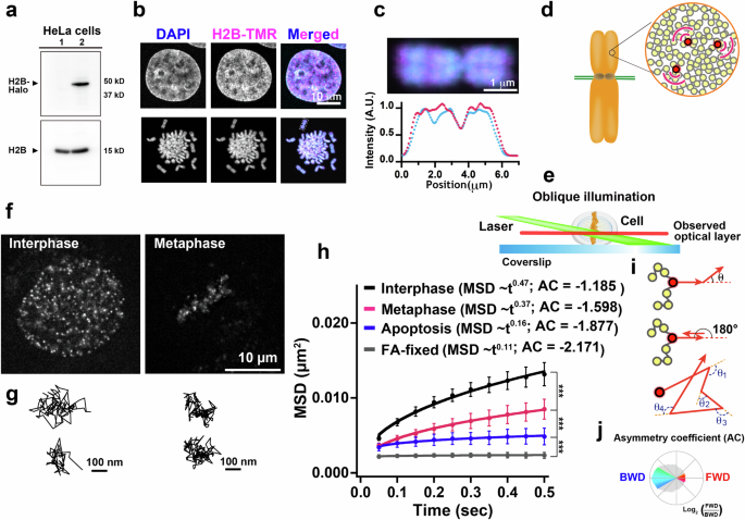 Nucleosome Behavior Breakthrough: Super-Resolution Microscopy Insights