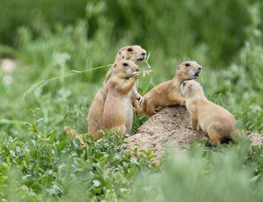 Prevent Bubonic Plague: Essential Tips for Colorado Residents