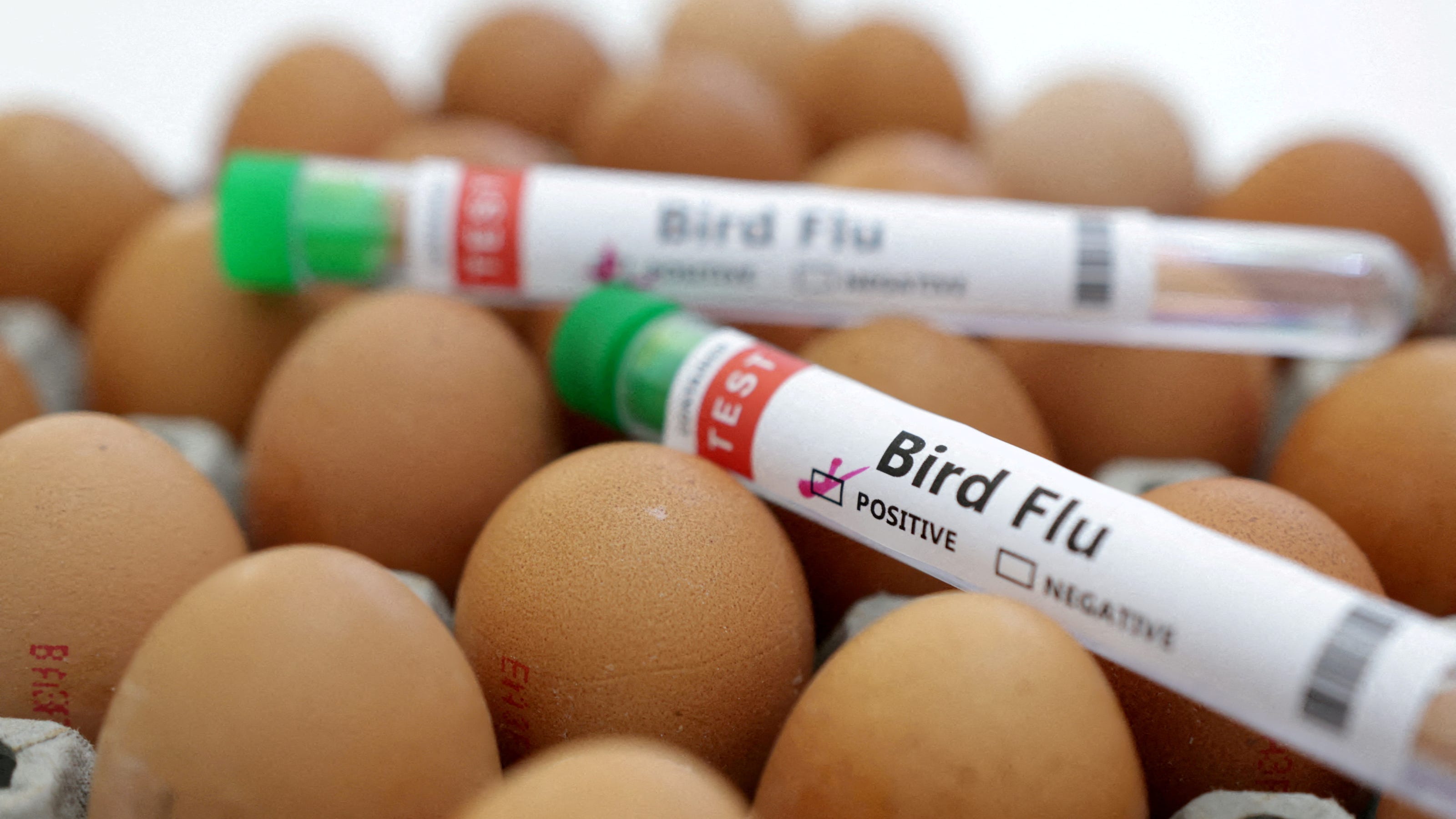 CDC Dashboard Unveiled to Monitor Bird Flu Spread in US Amid Concerns over Virus Transmission