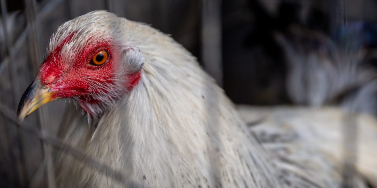 Tips for Healthy Poultry Workers: Avian Influenza Outbreak in Colorado