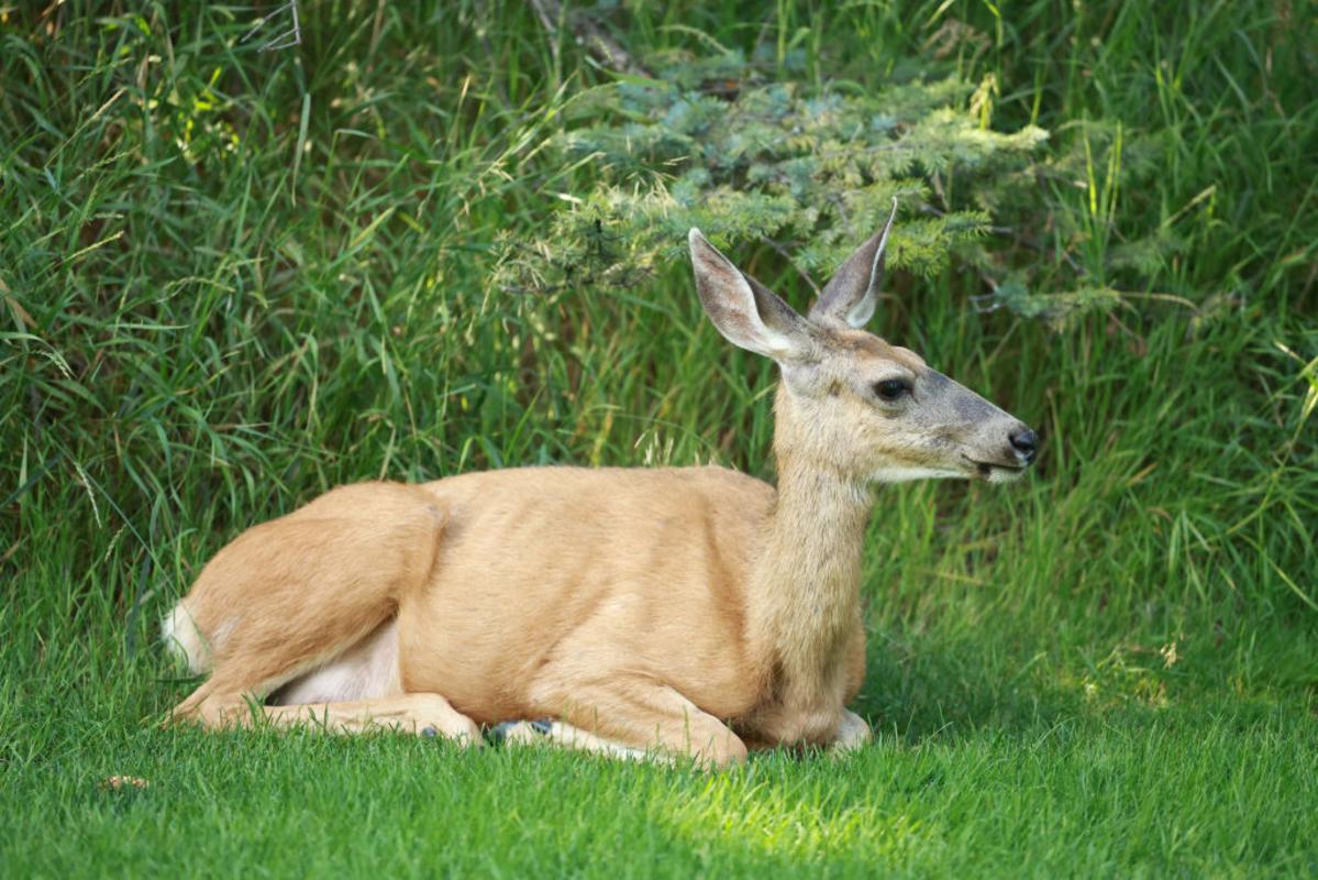 Chronic Wasting Disease: Safety Tips for Hunters