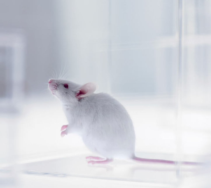 Revolutionizing Biomedical Research with Humanized Mice for Healthy Solutions