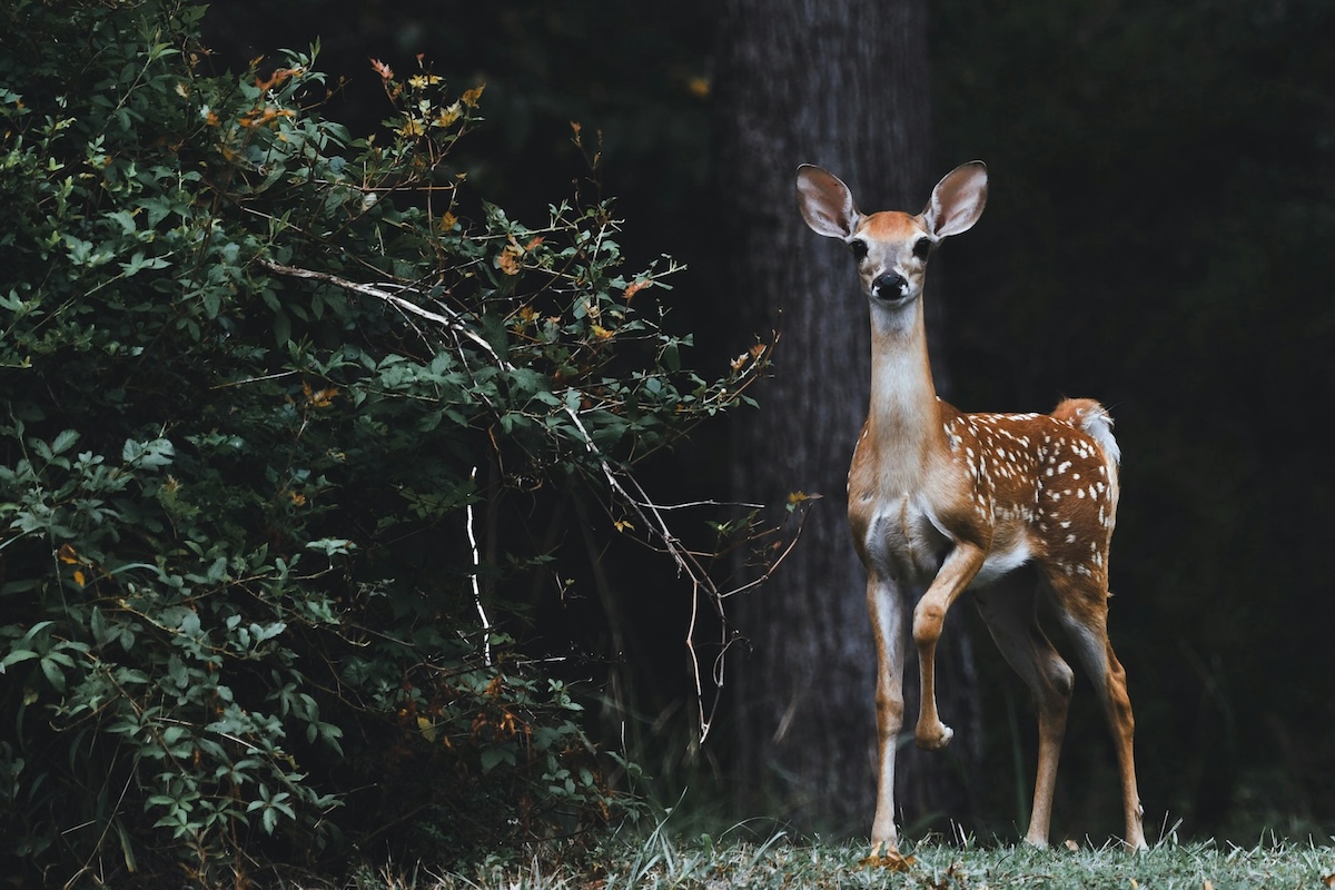 Deer Disease Protection Tips in Michigan