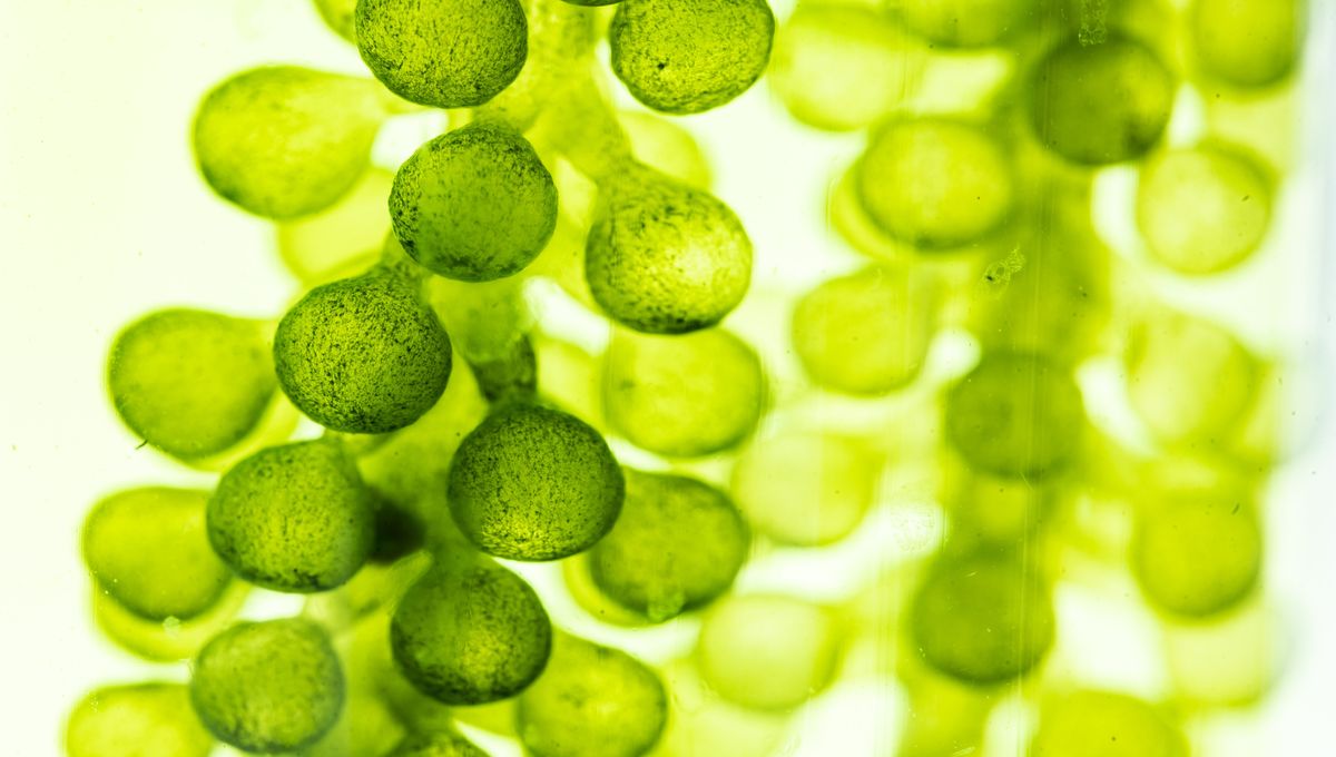 Algae: A Renewable Carbon-Neutral Energy Source