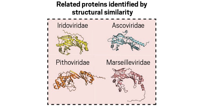 Protein Structure and Function: Discovering Viral Protein Secrets