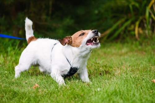 Rabies Outbreak Solution: Protect Seals with Vaccination Tips