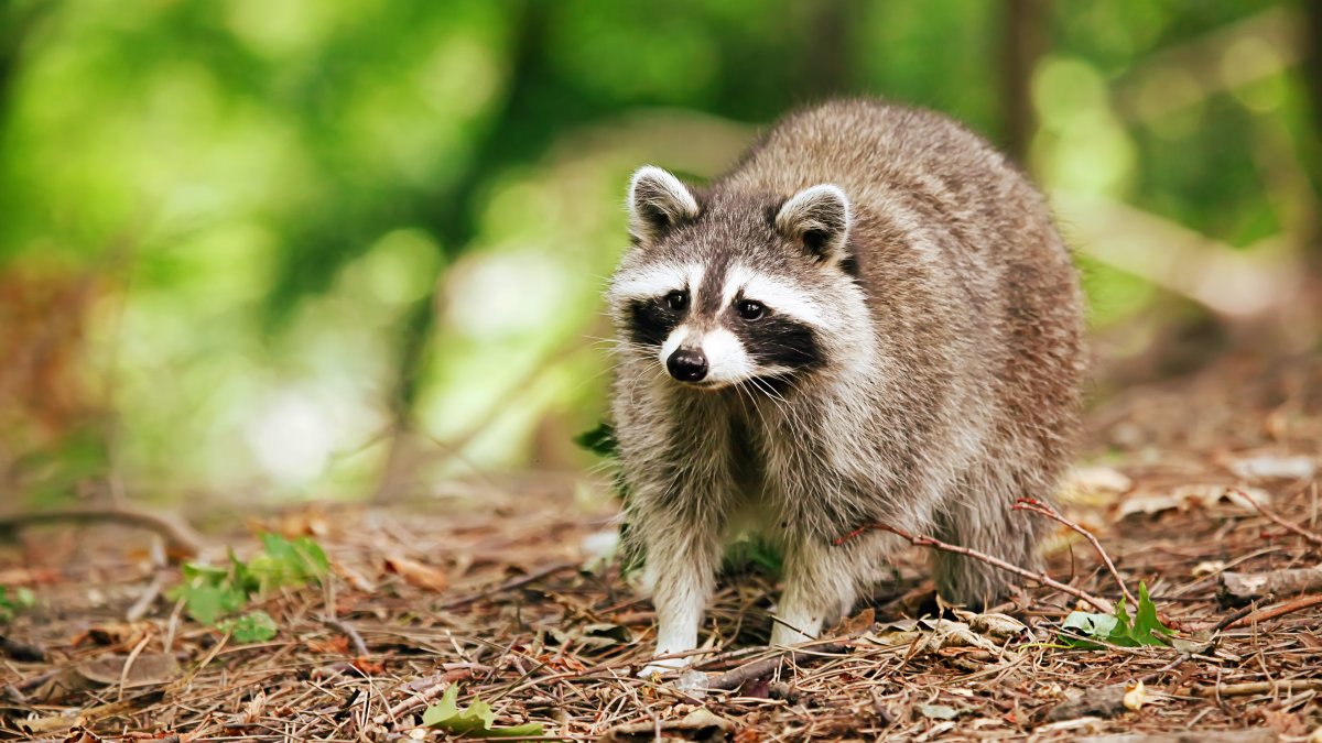 Baylisascaris Procyonis: Healthy Tips to Prevent Raccoon Roundworm Infection