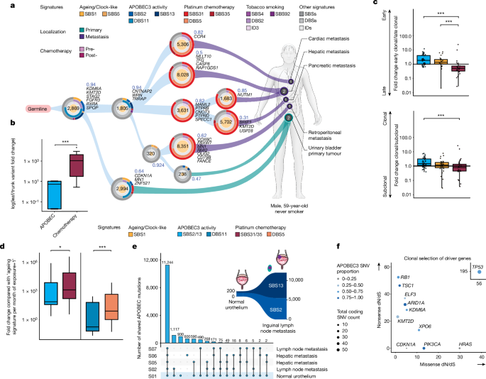 Bladder Cancer Evolution Tips: Unveiling the Mechanism