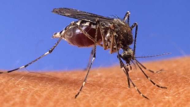 Stay Healthy: Tips to Prevent Jamestown Canyon Virus in Orono, Maine