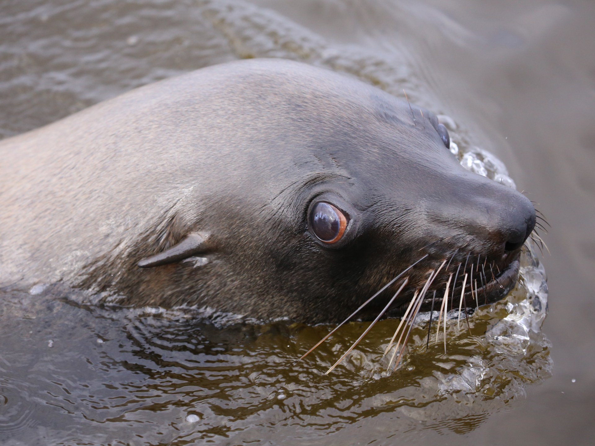 Rabies Threat Among Seals: Collaborative Solutions to Combat Outbreak