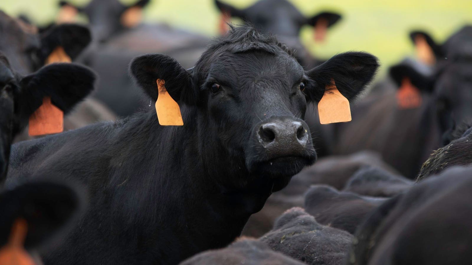 Anthrax Outbreak: Tips for Healthy Wildlife and Cattle in Wyoming