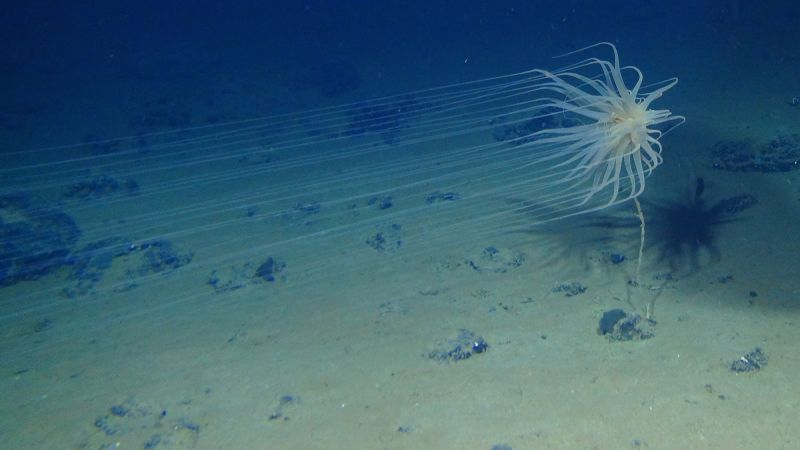 Breakthrough Discovery: Dark Oxygen Production in Deep-Sea Unveiled