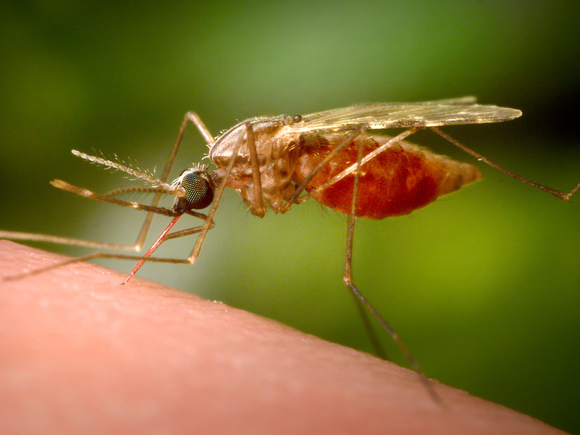 Egypt Achieves Malaria-Free Status: Tips for a Healthier Future