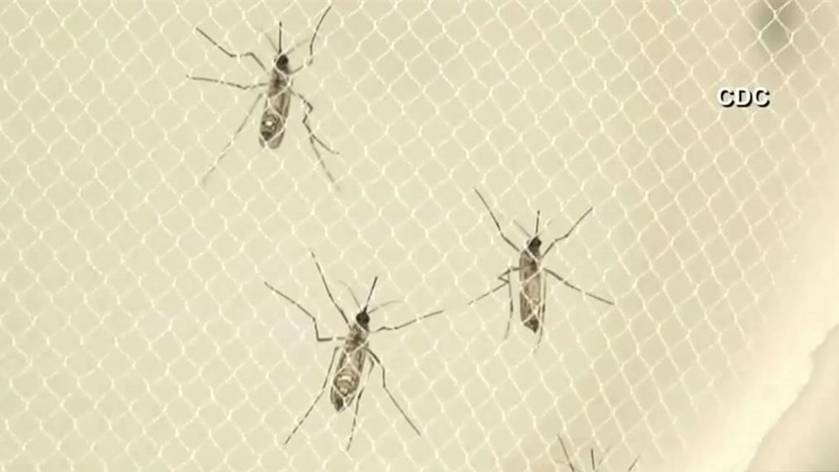 Triple E Protection Tips: Prevent Mosquito-borne Disease in NY