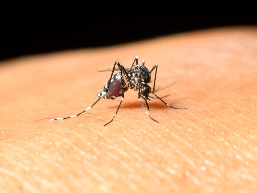 Contra Costa County Mosquito Control: Tips for Healthy Living