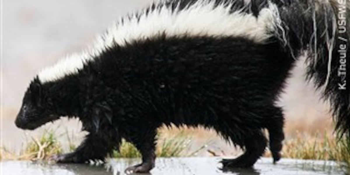 Rabies Prevention Tips: Minnesota Skunk Outbreak Solution