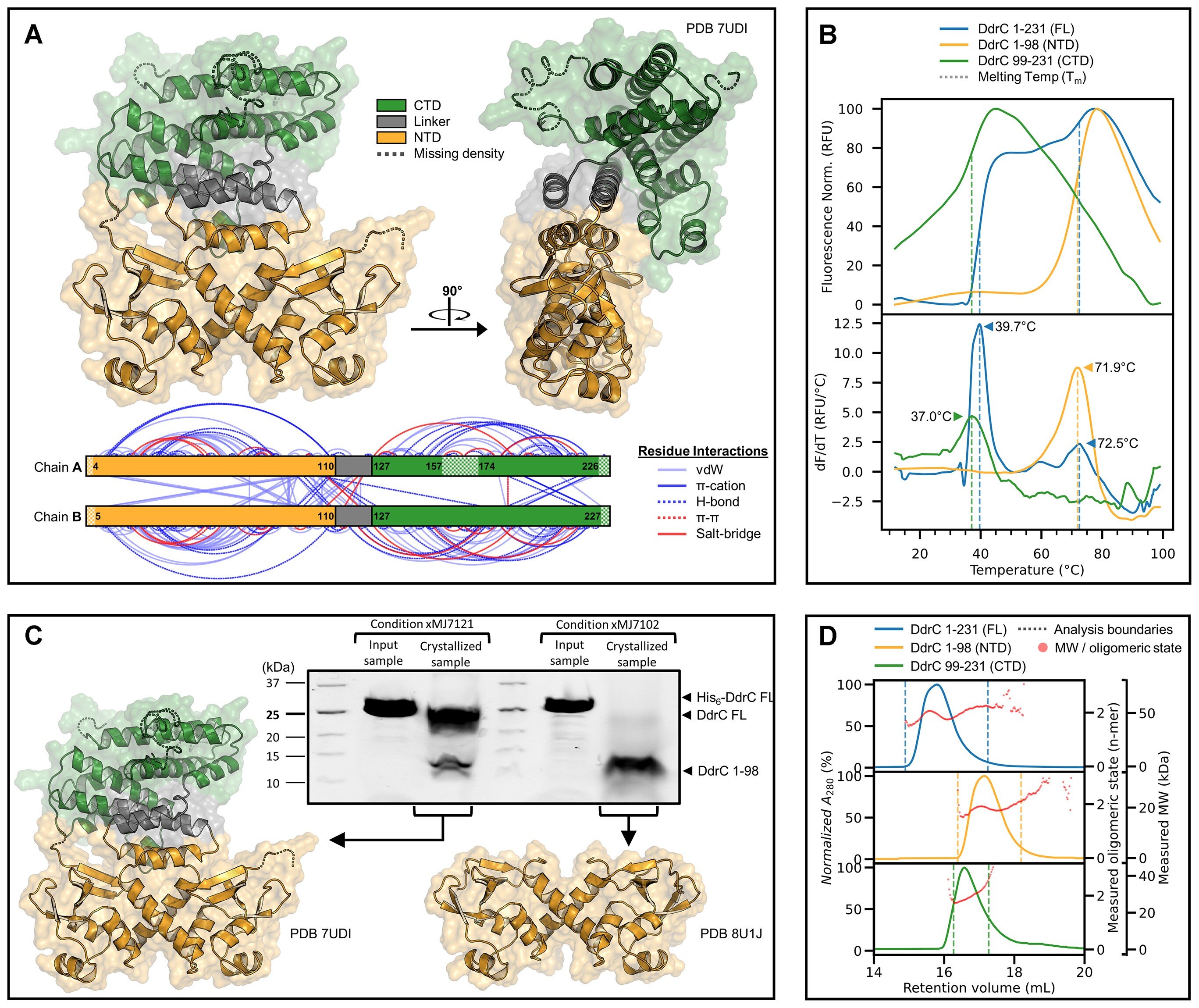 DNA Repair Tips: Breakthrough Protein DdrC for Cancer Vaccine Development