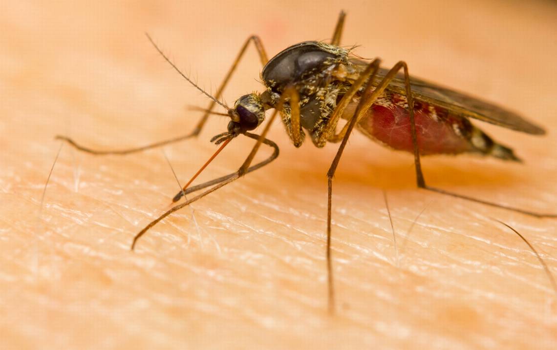 Prevent West Nile Virus: Tips for Healthy Living