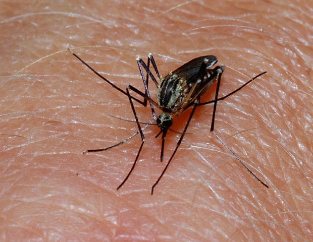 Unintended Consequences: Solutions for Malaria Prevention Methods