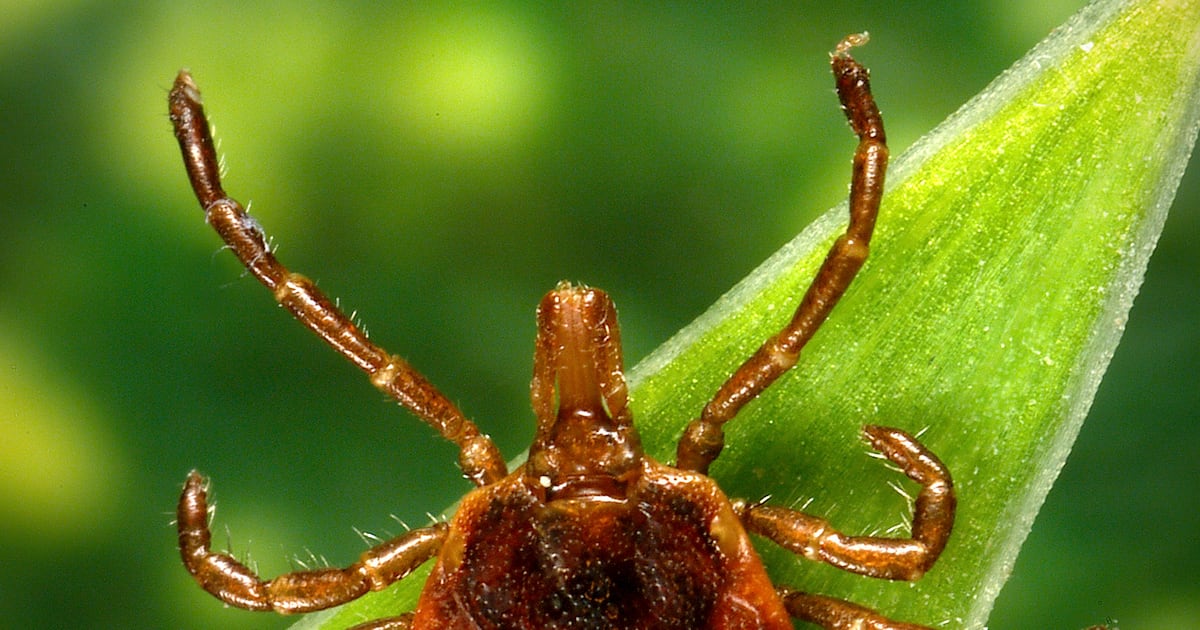 Protecting Against Tick Bites: Tips for Healthy Wellness