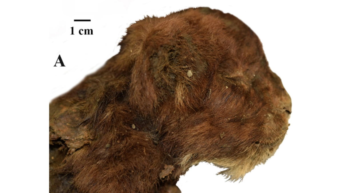 Saber-toothed Cat Ma Uncovered in Siberia's Permafrost