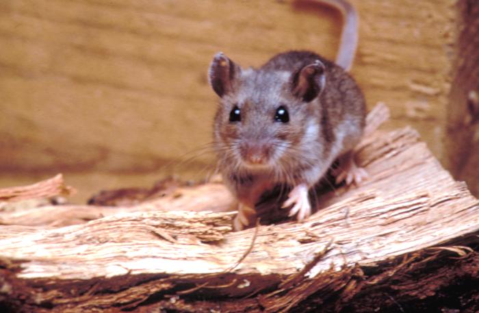 Orthohantavirus Prevention Tips for Healthy Living