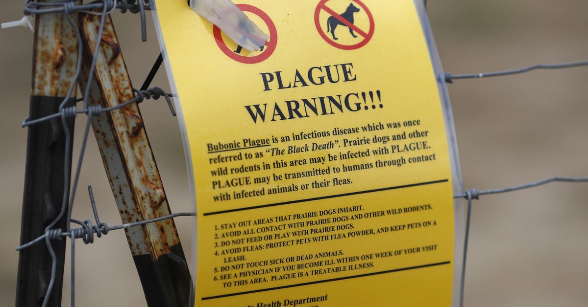 Preventive Measures for Bubonic Plague: Tips for Healthy Living